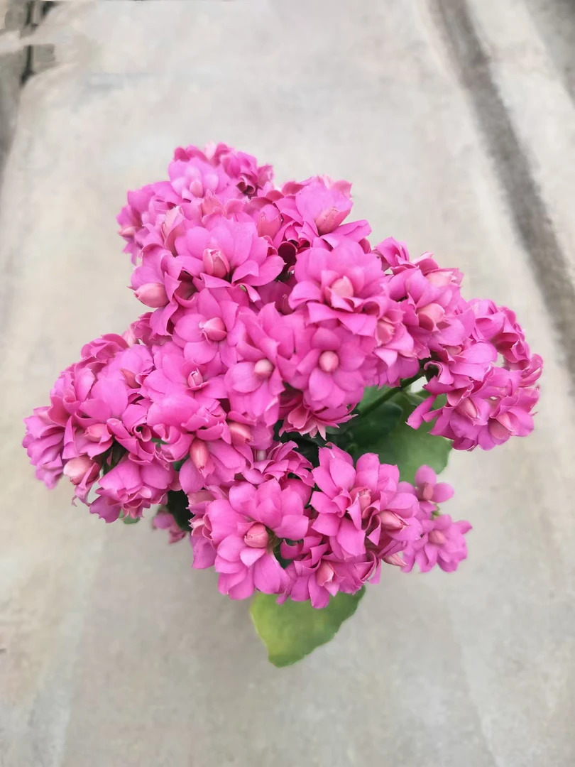 芋泥 110盆 一代独杆