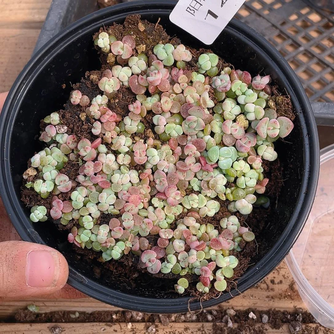 多肉植物多肉植物143