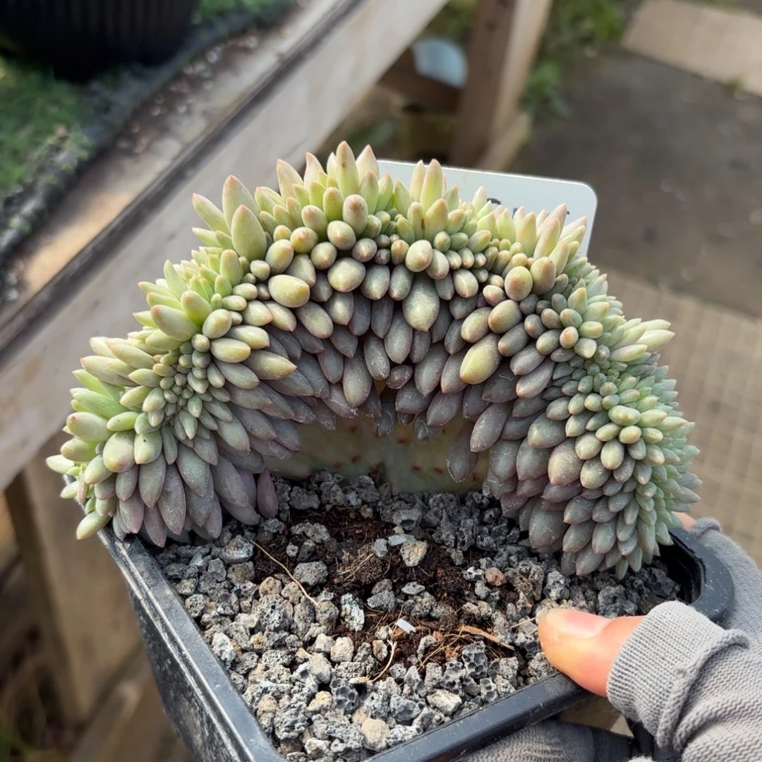 红蜻蜓缀多肉88888888888