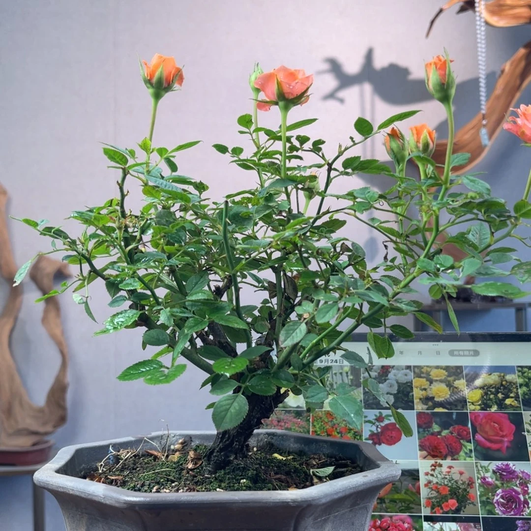 一***思少量花朵（建议范围：2朵-5朵 或40%以下）