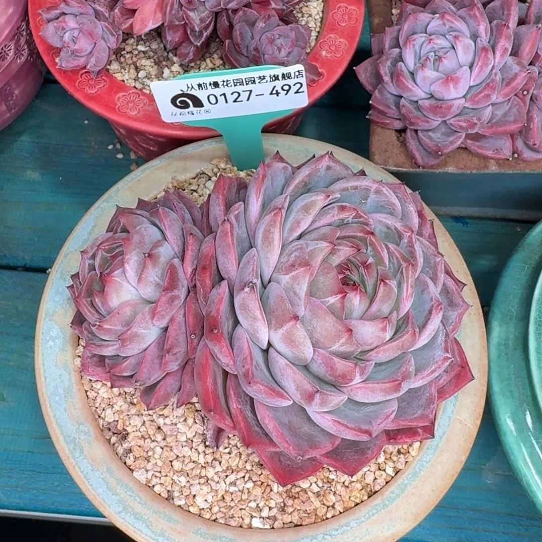 从前慢花园雪雪多肉0127-492