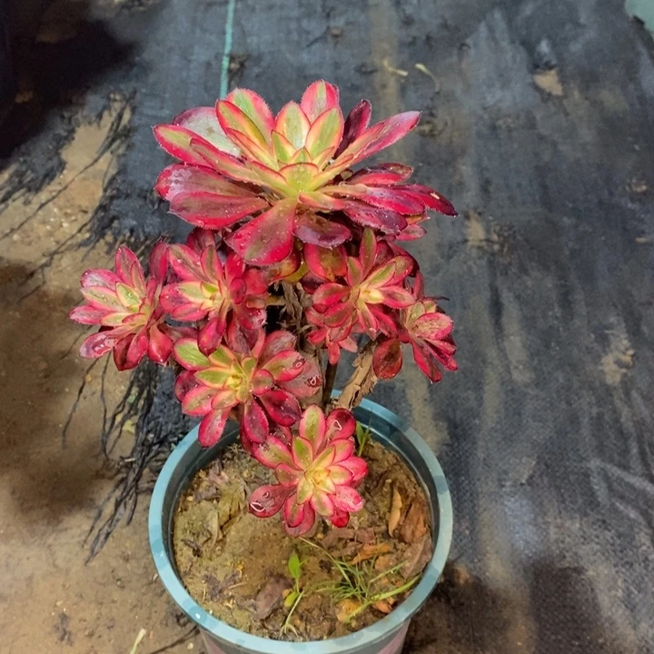 R***R香奈儿有断枝60。