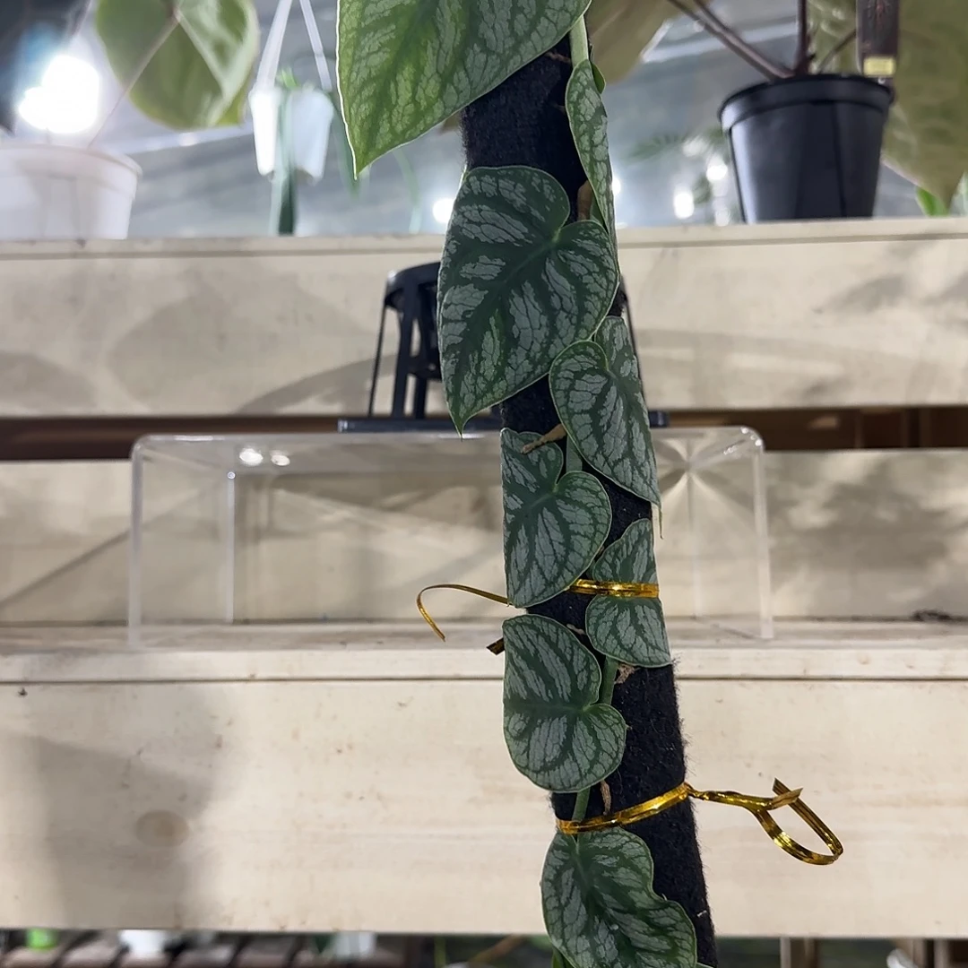 无花朵杜比亚龟背竹