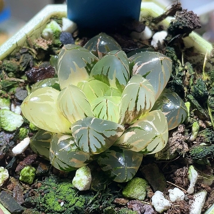 516水晶实生锦特选福利