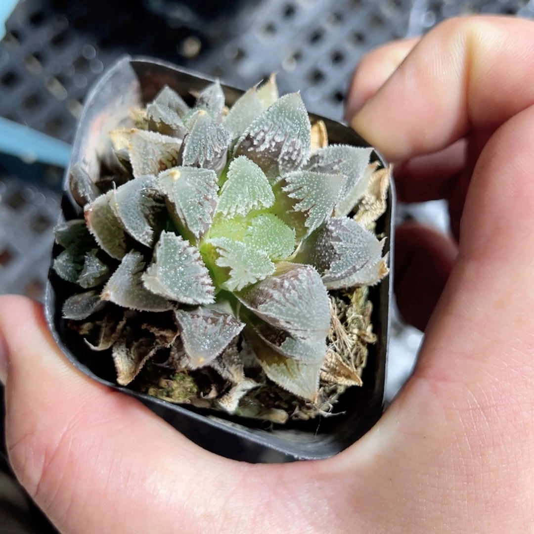l****山3394多肉植物一颗