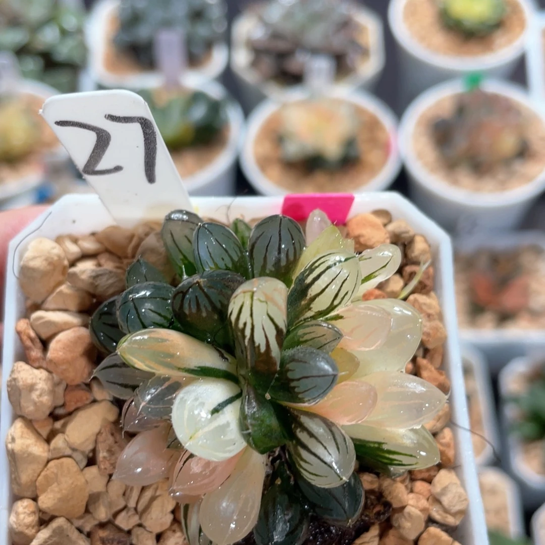 27霓虹灯锦群。