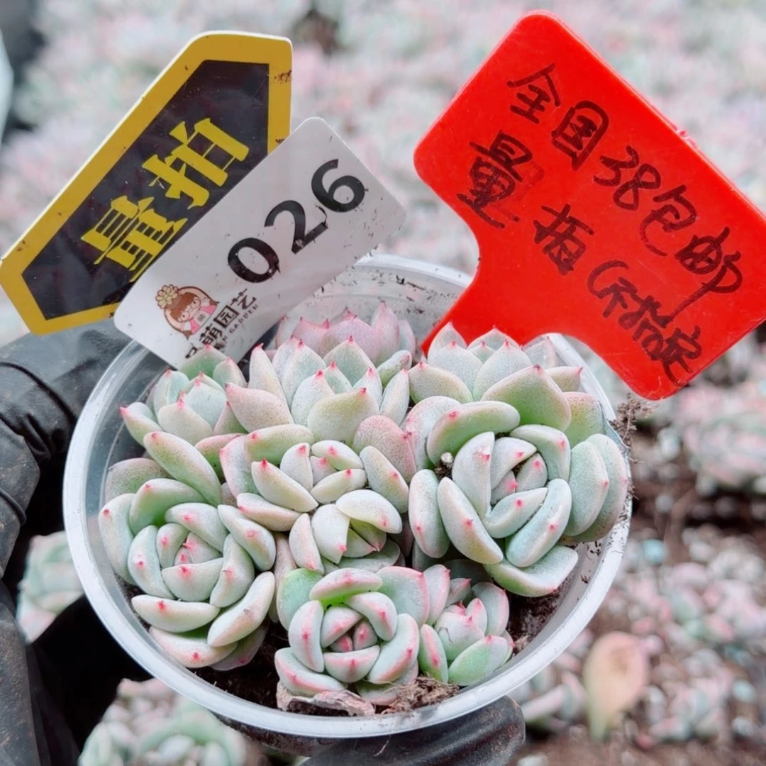 多肉植物多肉植物