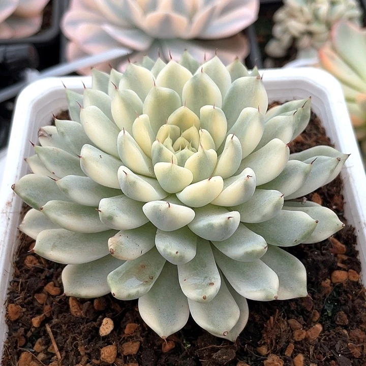 妲己锦一物一拍锦龙