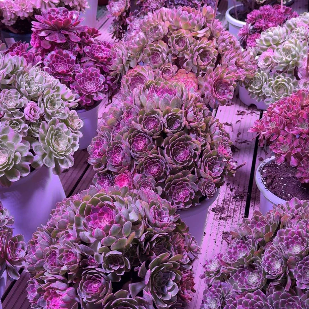 陈***姐多肉植物法师寄养发货