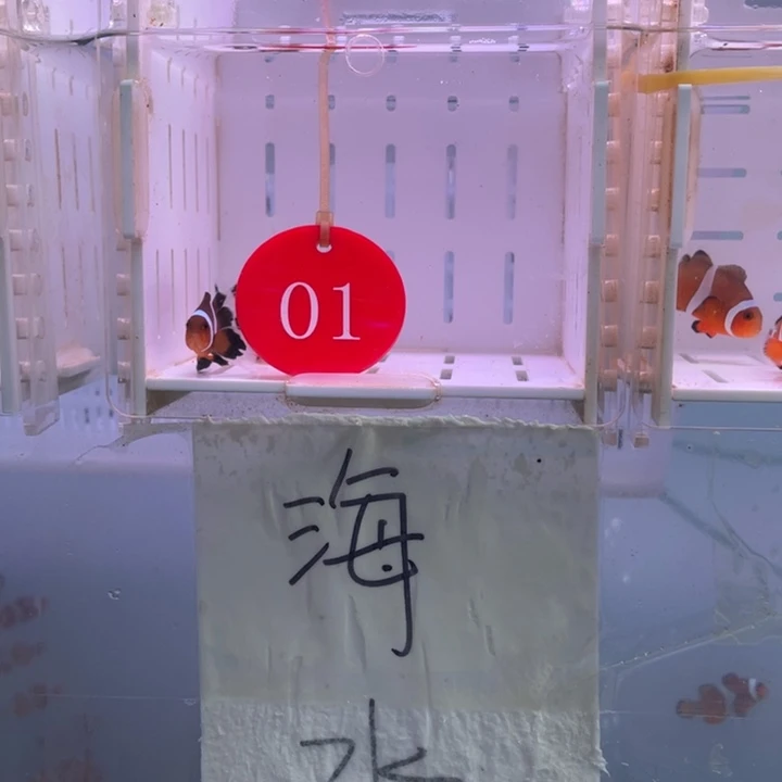 海水鱼短文公子礼服2条3-4