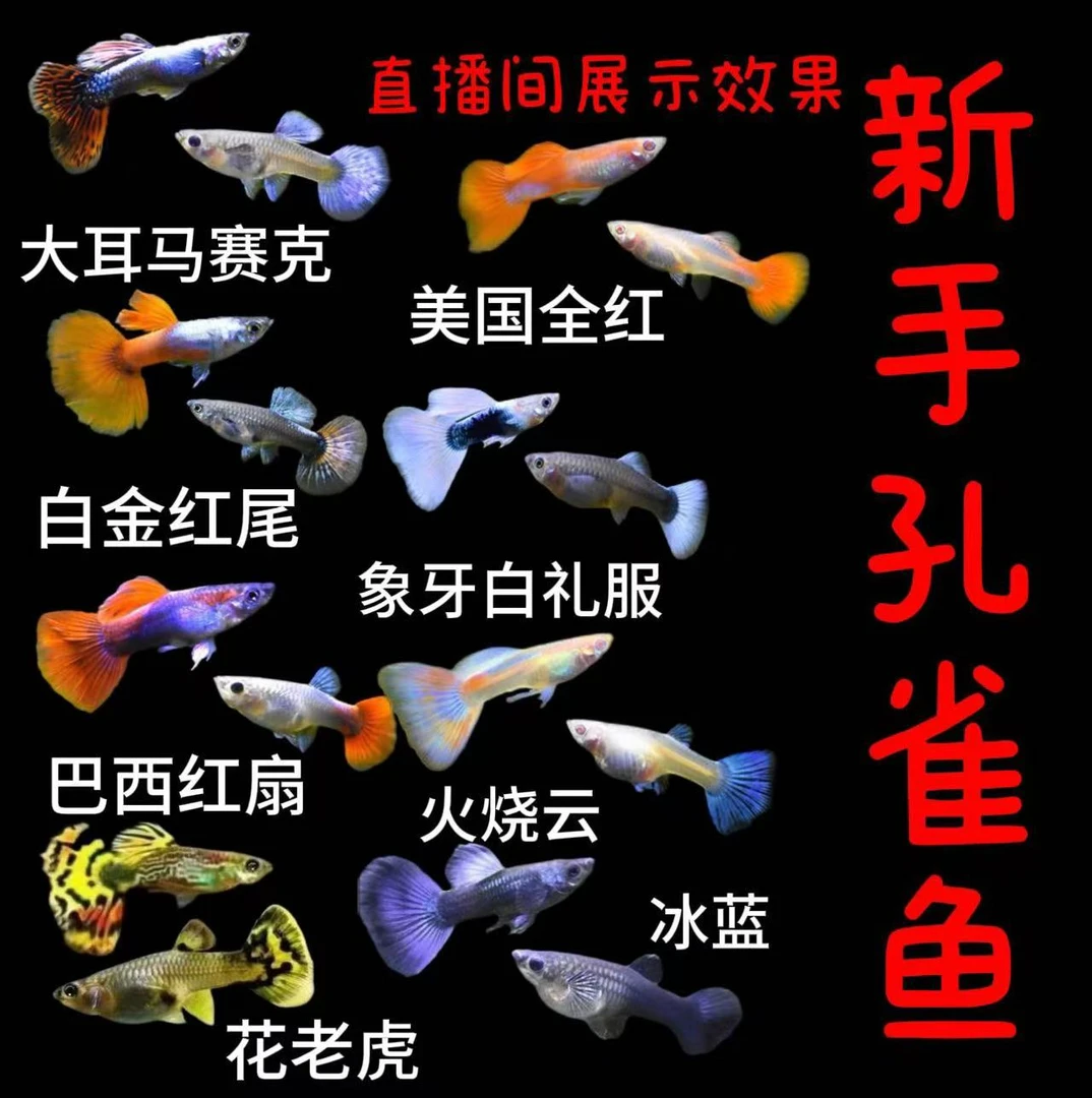 3号【大缸福利套餐8个品种】好养孔雀鱼新手鱼 包邮冰蓝 象牙白礼服