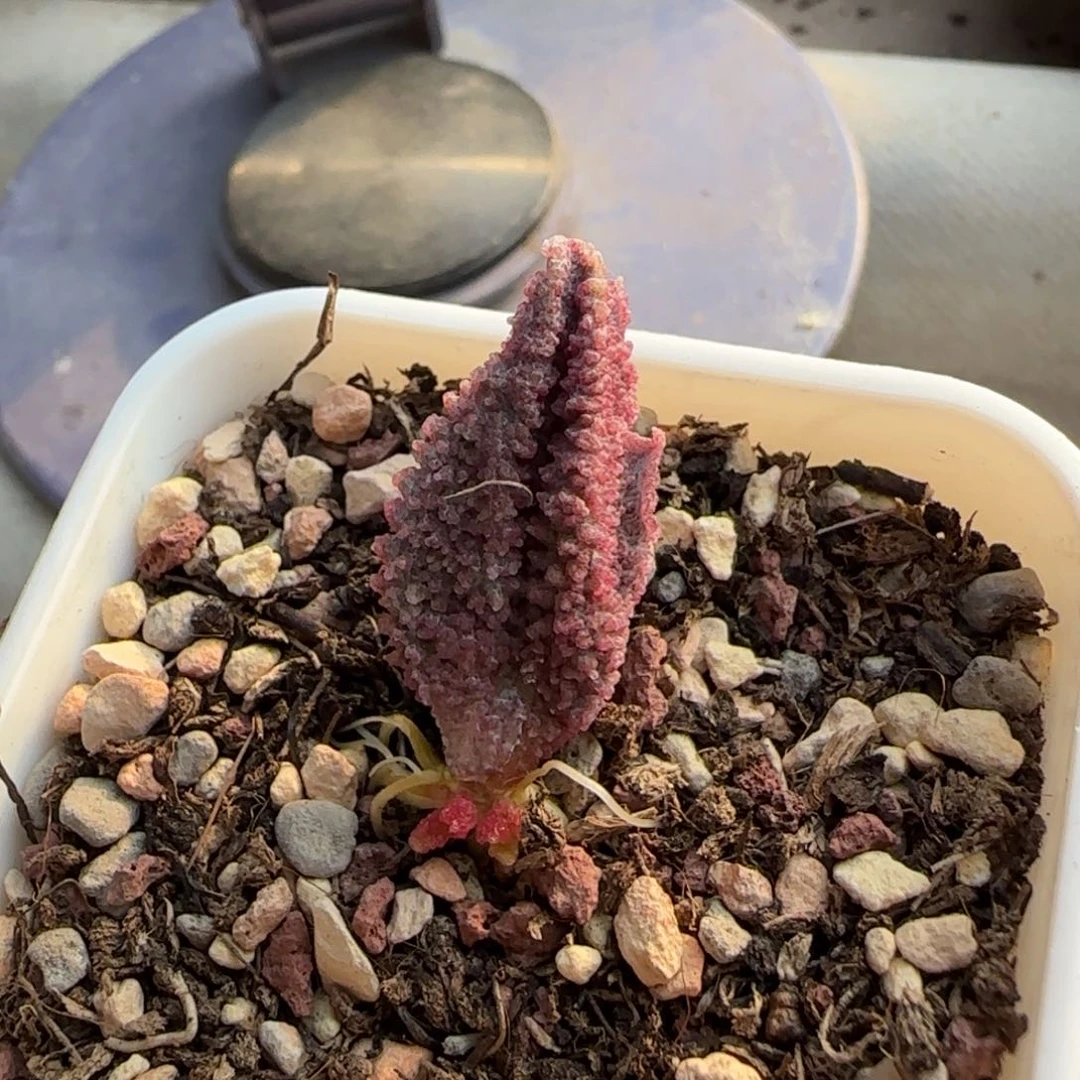 实生水泡多肉植物12号