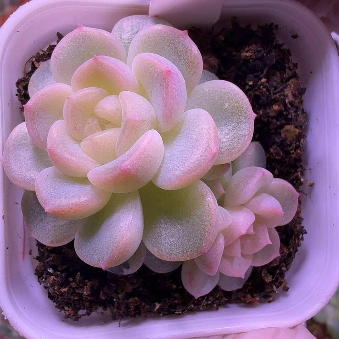 财富密码绿财富一物一拍