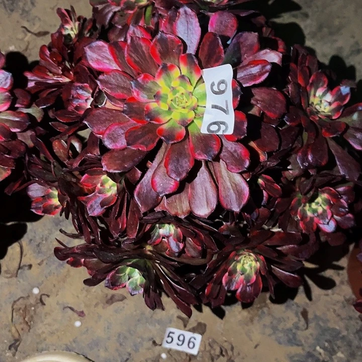 976烟花多肉植物处理不售后