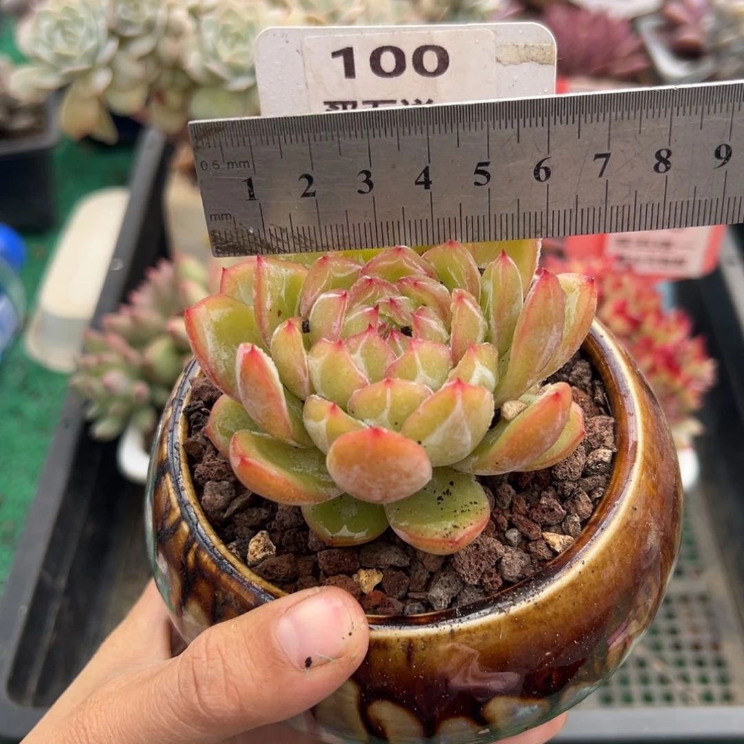 表妹精品多肉植物100.