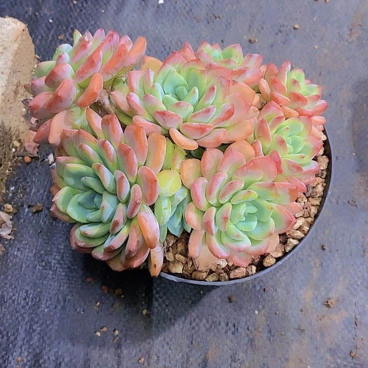恩***宝冰露多肉植物老桩