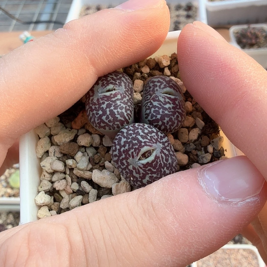 G****星dy13 星星 bo后代2-21