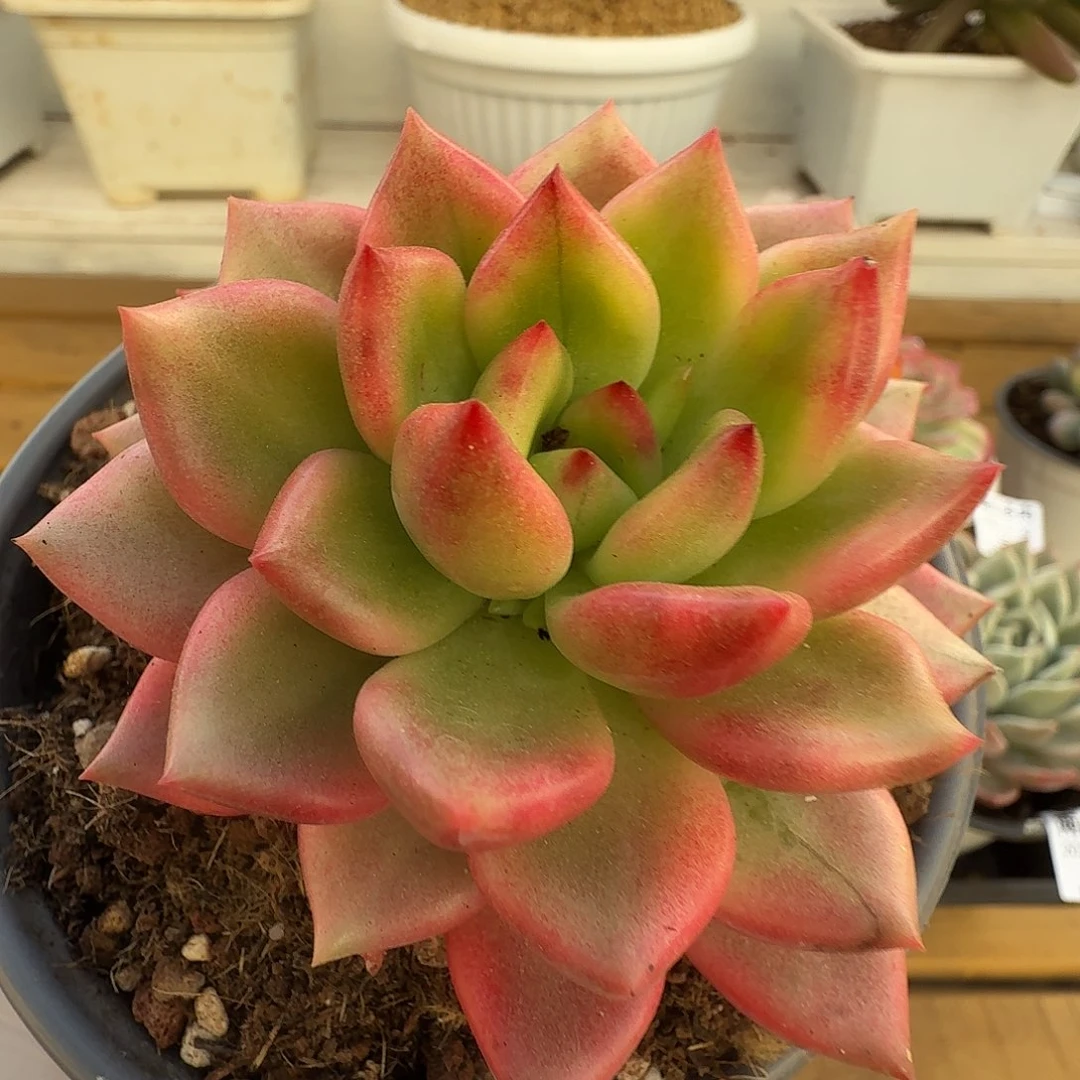 冬云锦11123030-62