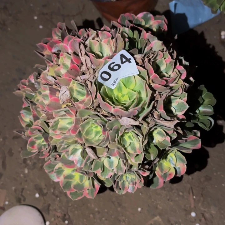 064男神多肉植物不售后
