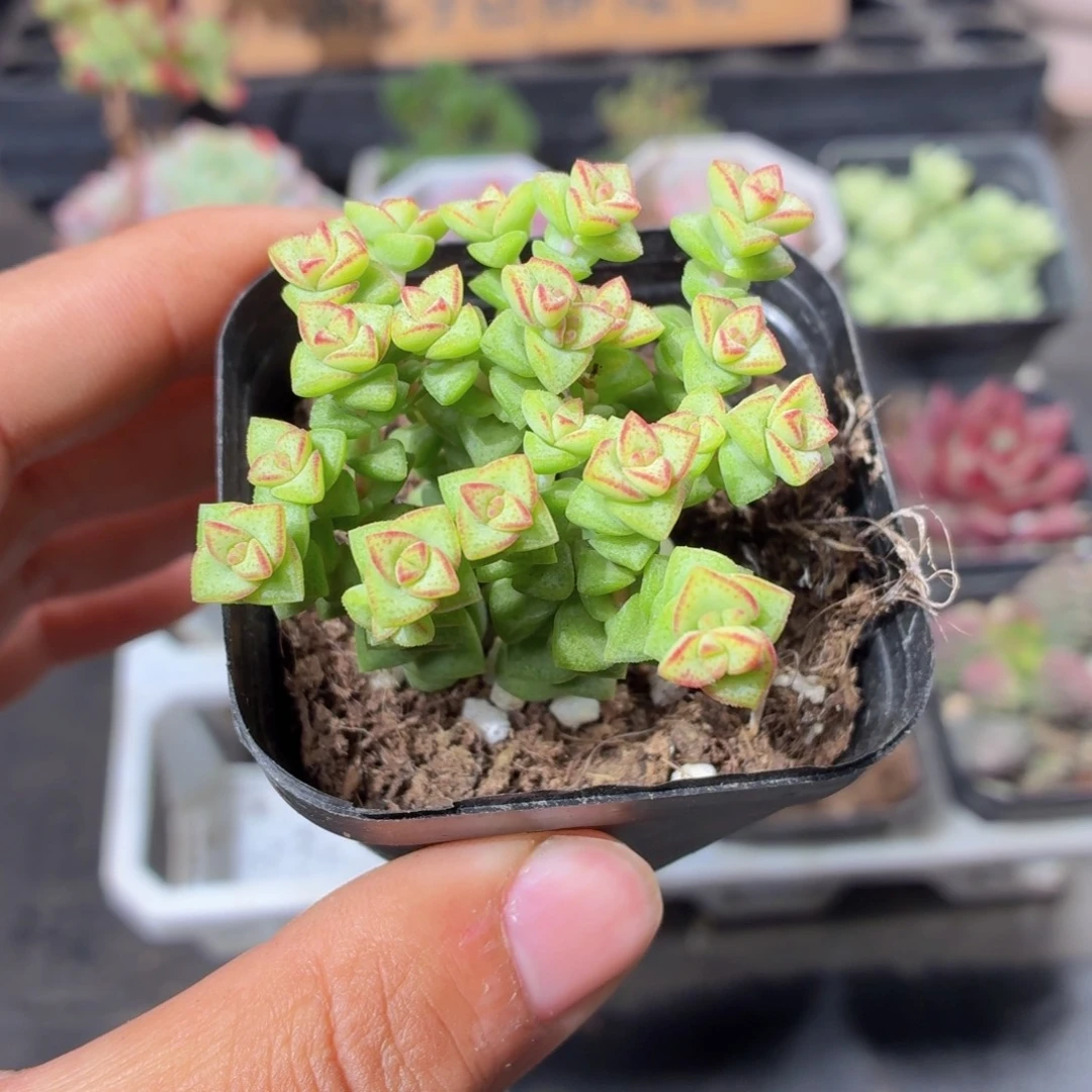 小米星多肉9.9包邮发货