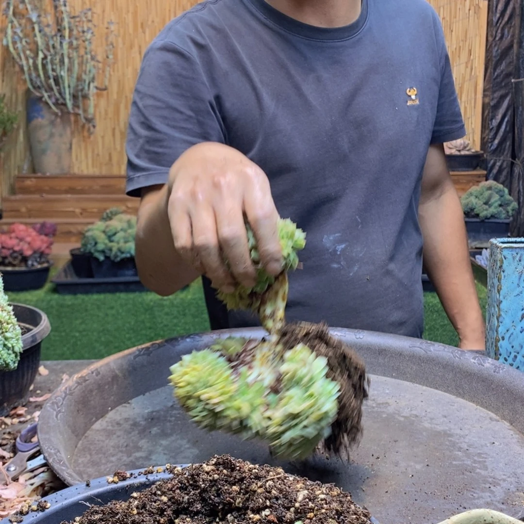 晨***第423 号昂斯诺缀化多肉