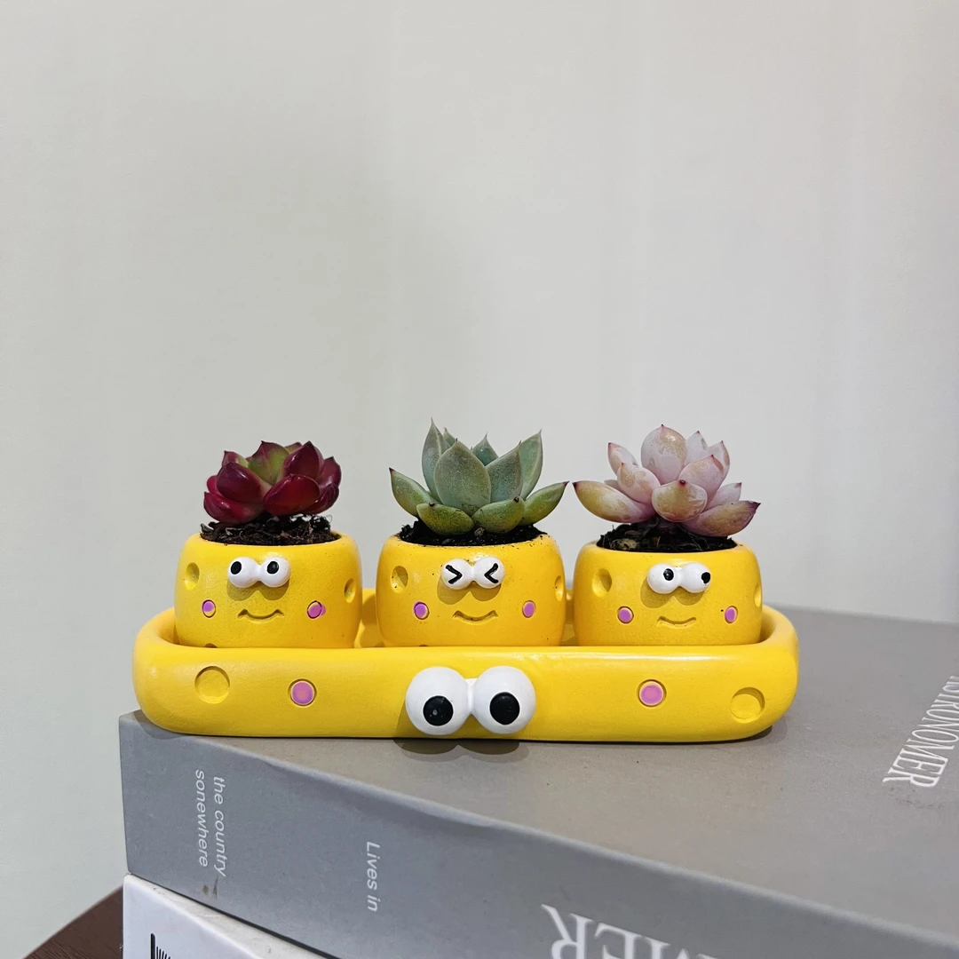 桌面迷你小黄多肉套装办公小搭子懒人绿植