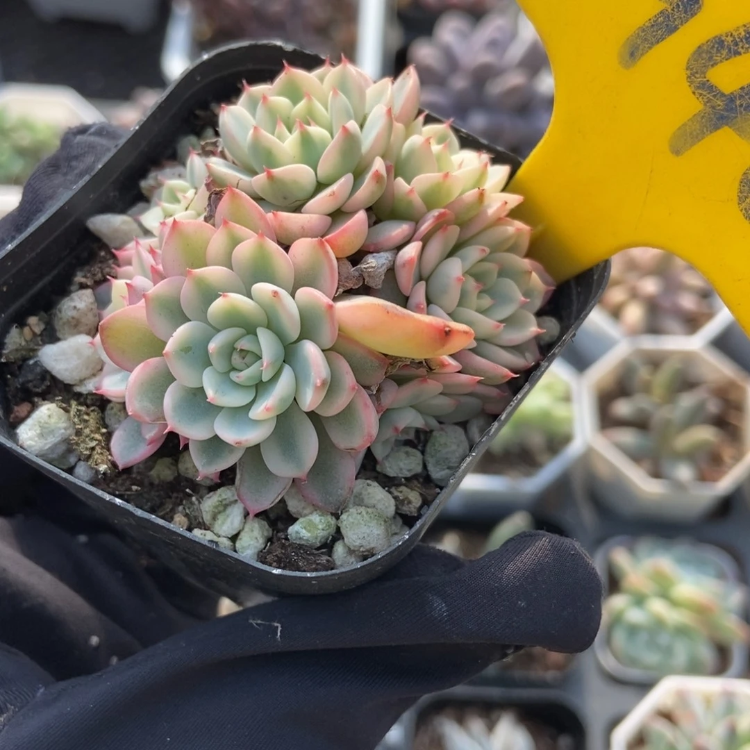 940忌廉锦多肉植物