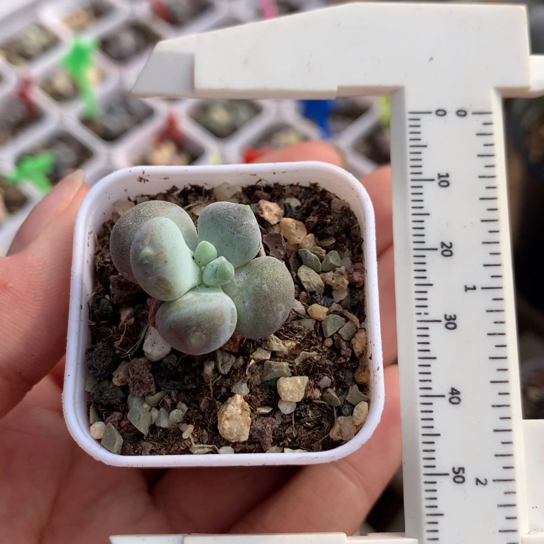 咖啡猫福利多肉哈哈哈