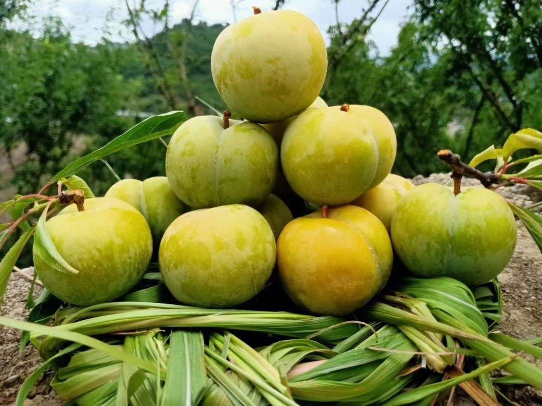 贵州镇宁六马正宗蜂糖李新鲜爆汁超甜夏季鲜果送礼佳品