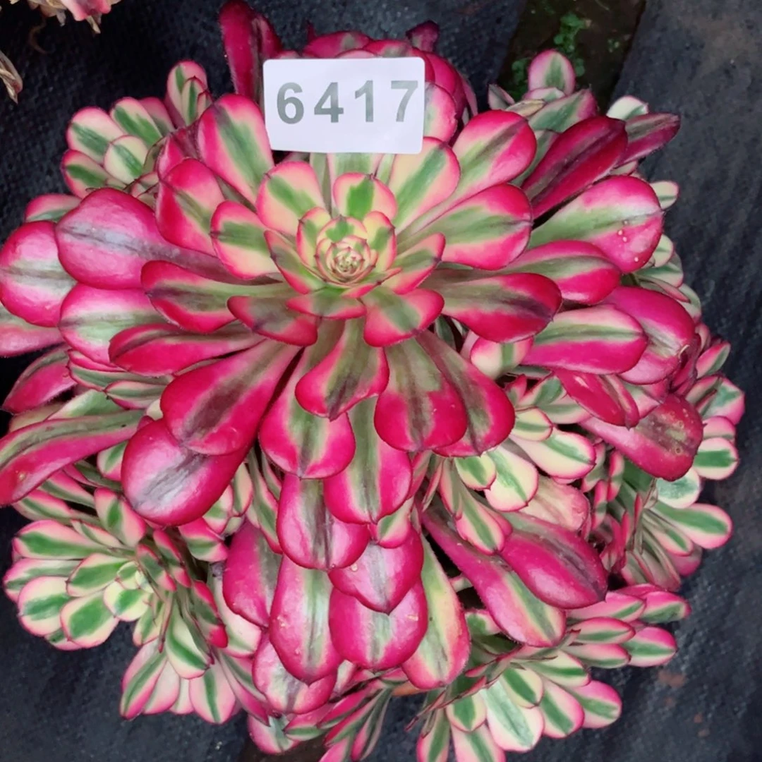 朱砂痣多肉发货发货