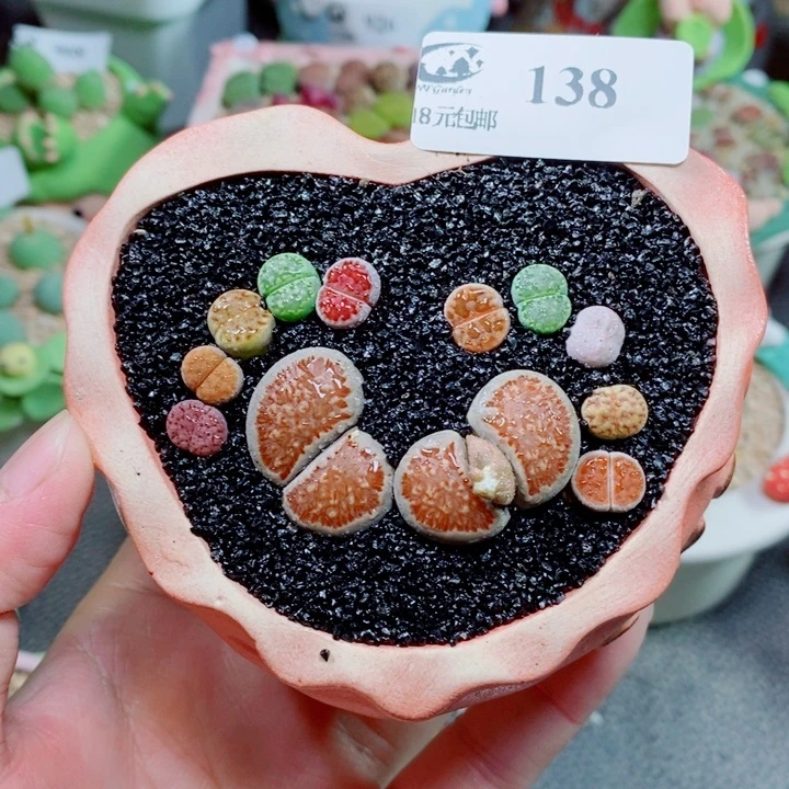 生石花花花花花花138