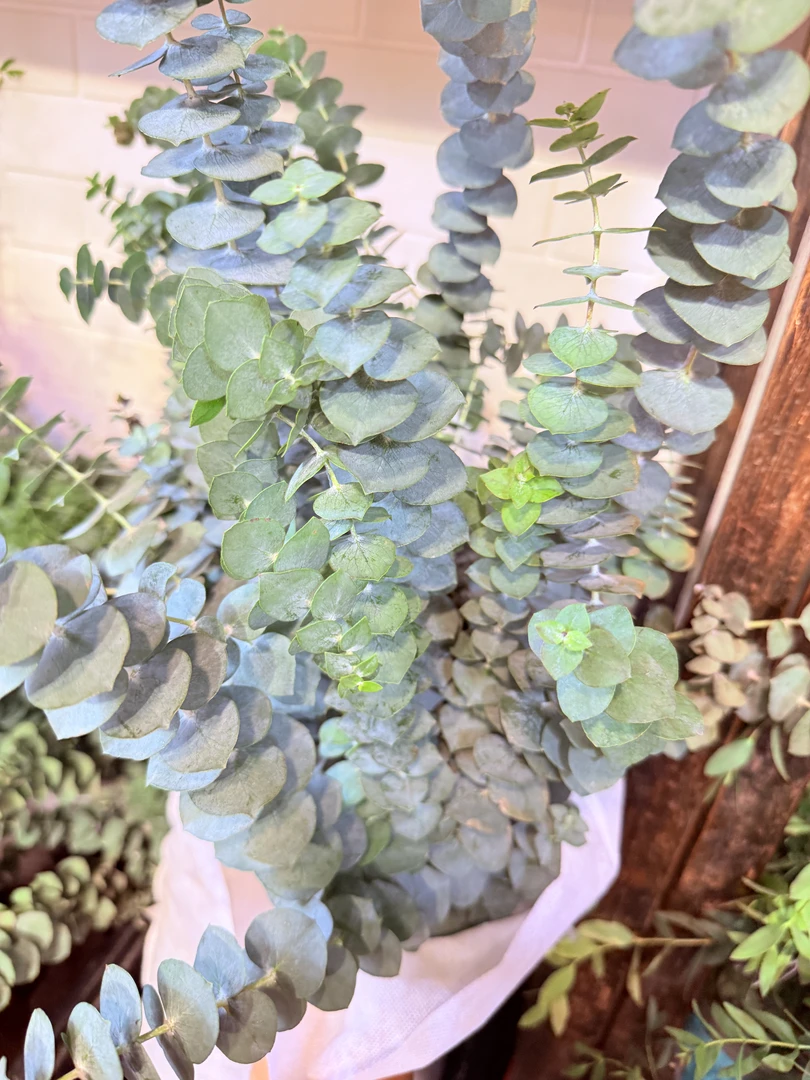 【新疆包邮】鲜花配草尤加利黄莺配草（单拍不配送和鲜花 一起拍）