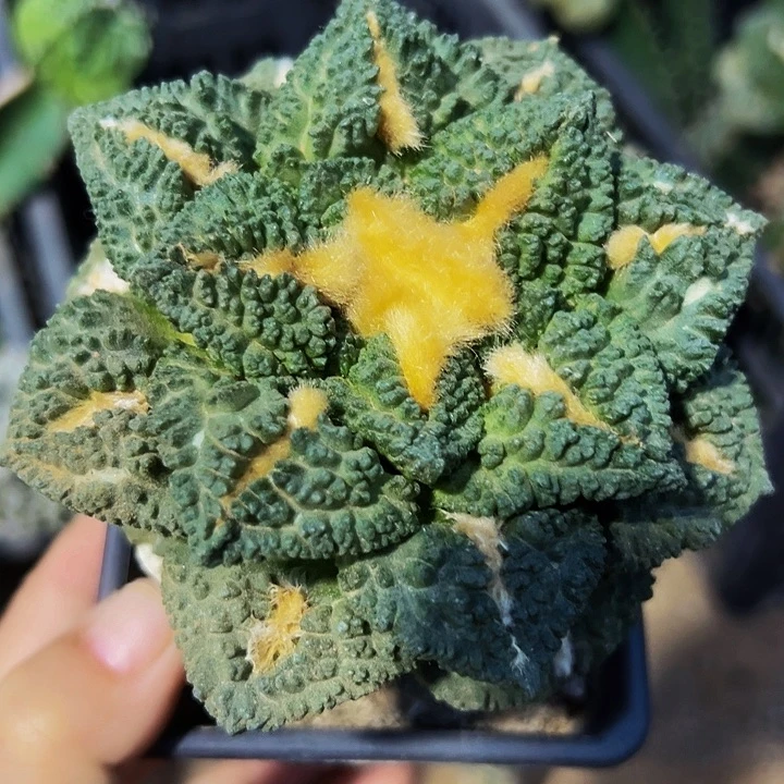 无花朵金毛大尤隔尤龟甲牡丹480