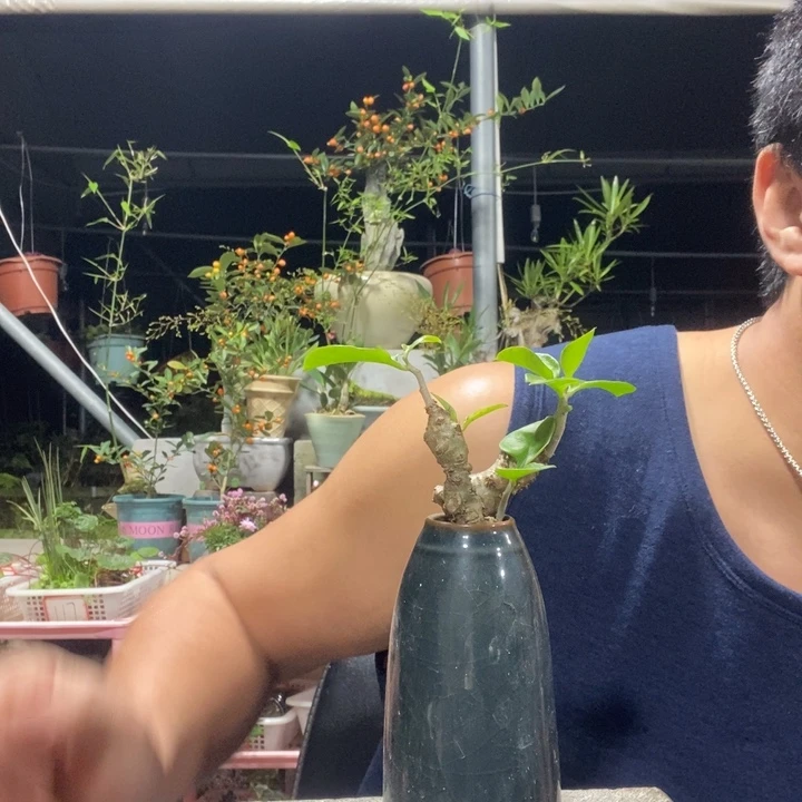 以实际为准盆景绿植盆栽79