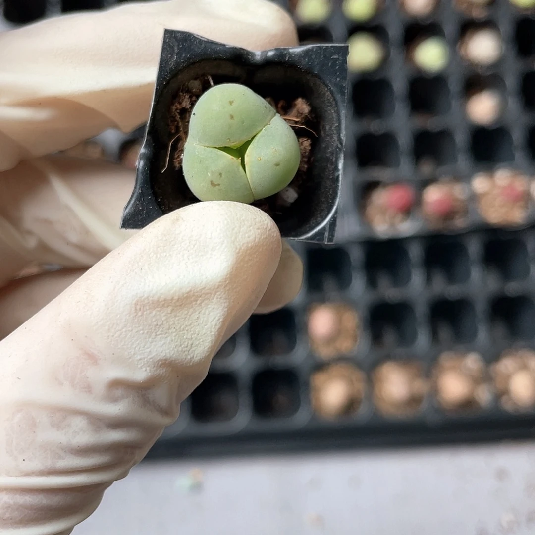 6308大棚清仓甩卖了