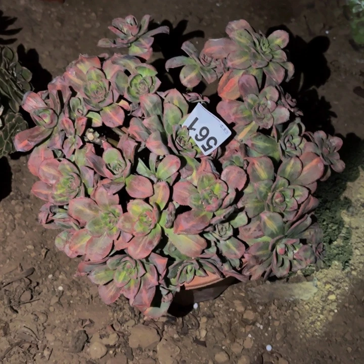 561星爆中班多肉植物不售后