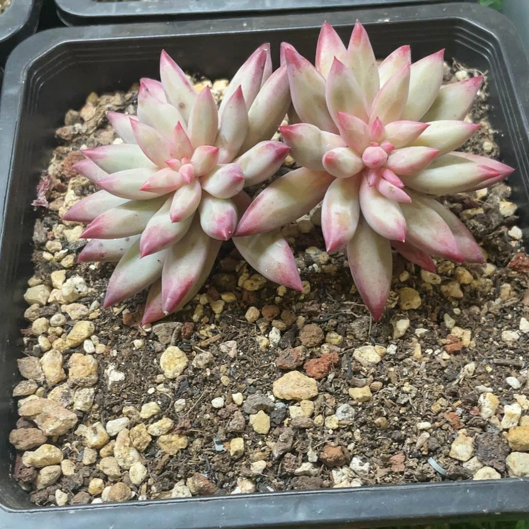 多肉植物的生长发育与生长发育