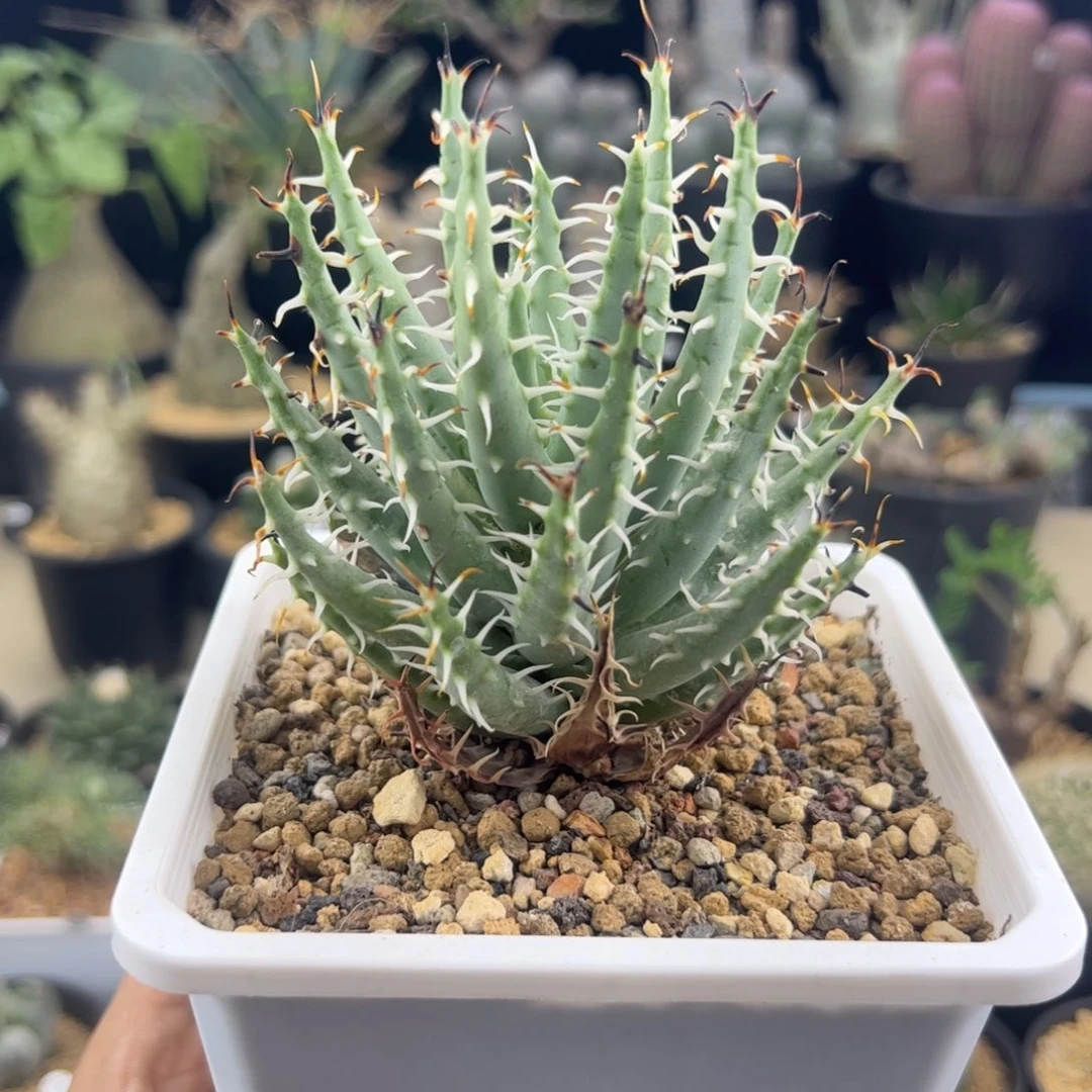 黑魔殿芦荟一物一拍