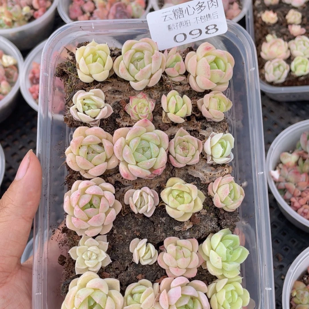 云糖心多肉植物98