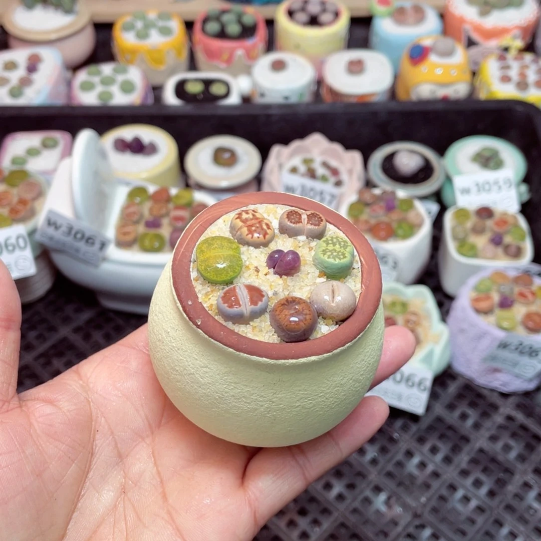 w3068 -零下地区拍保温箱-15支持寄养