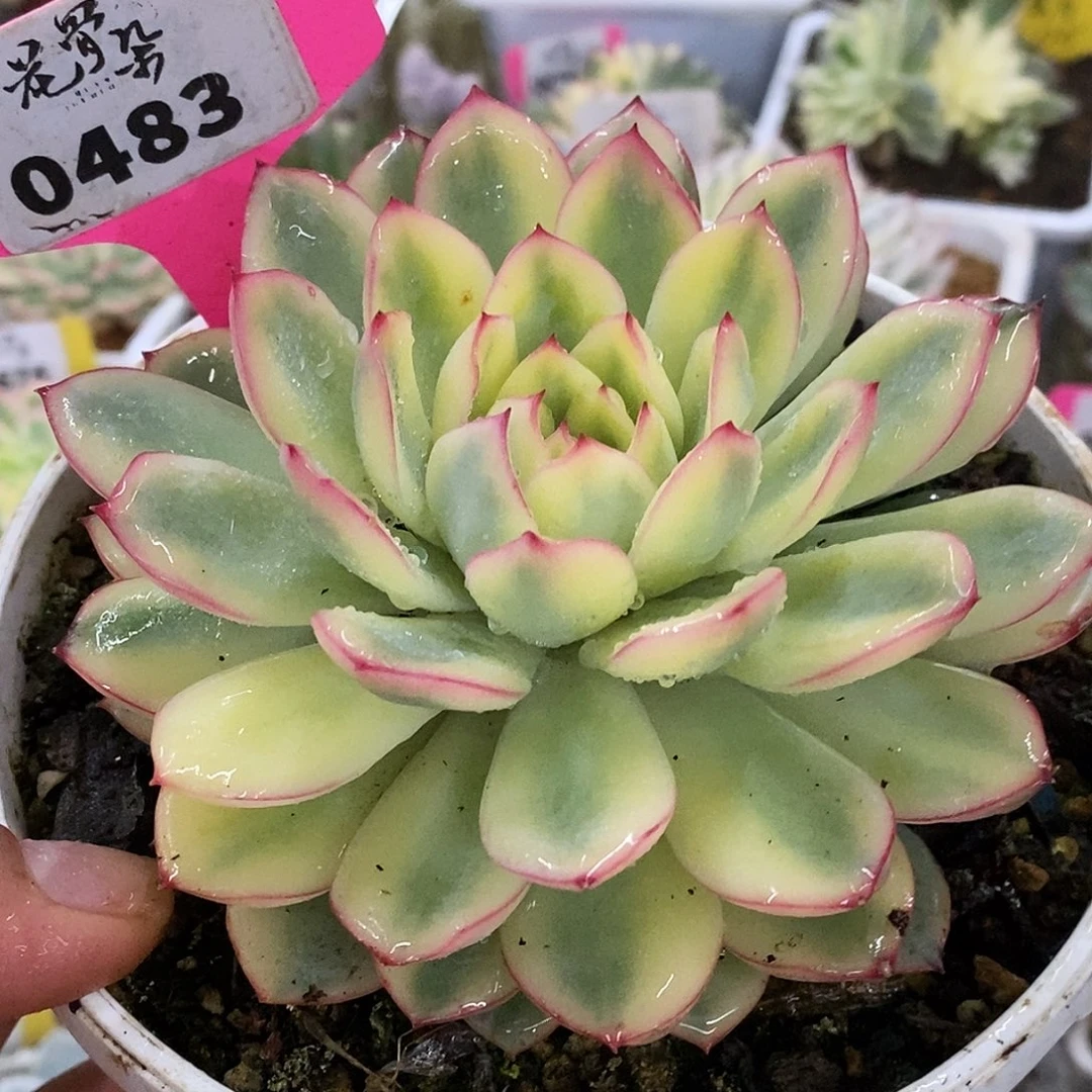 483雨燕座哈哈哈哈哈哈哈