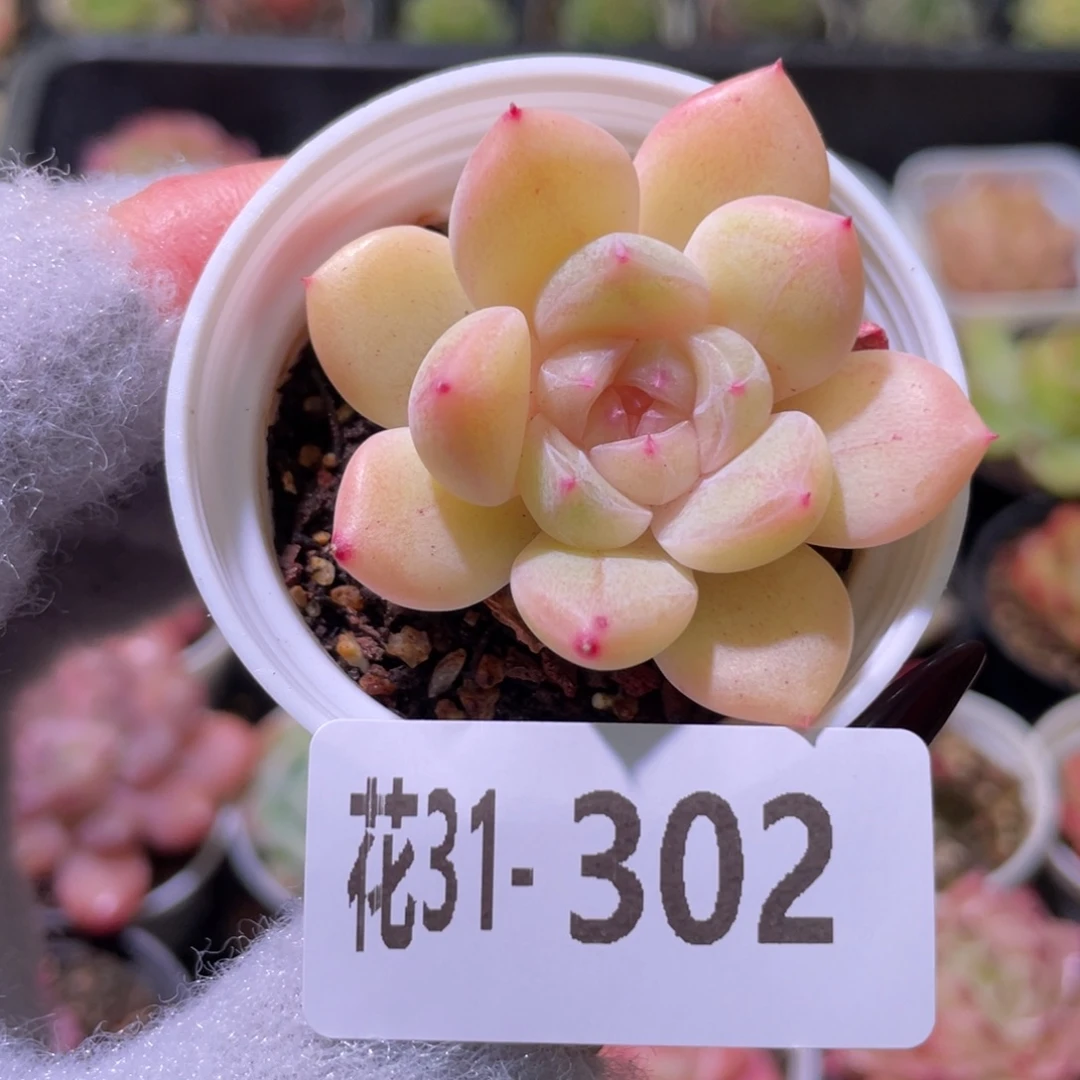 花利美31-302新品