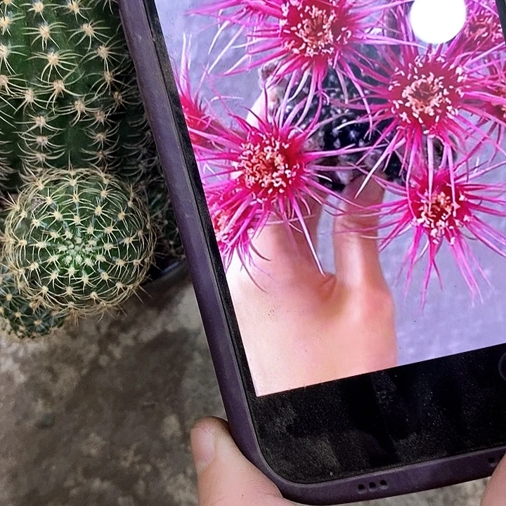 昭和丽花，2578990