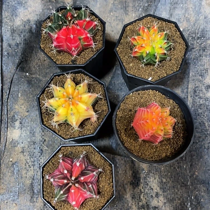 风**虹仙人球好好看好漂亮