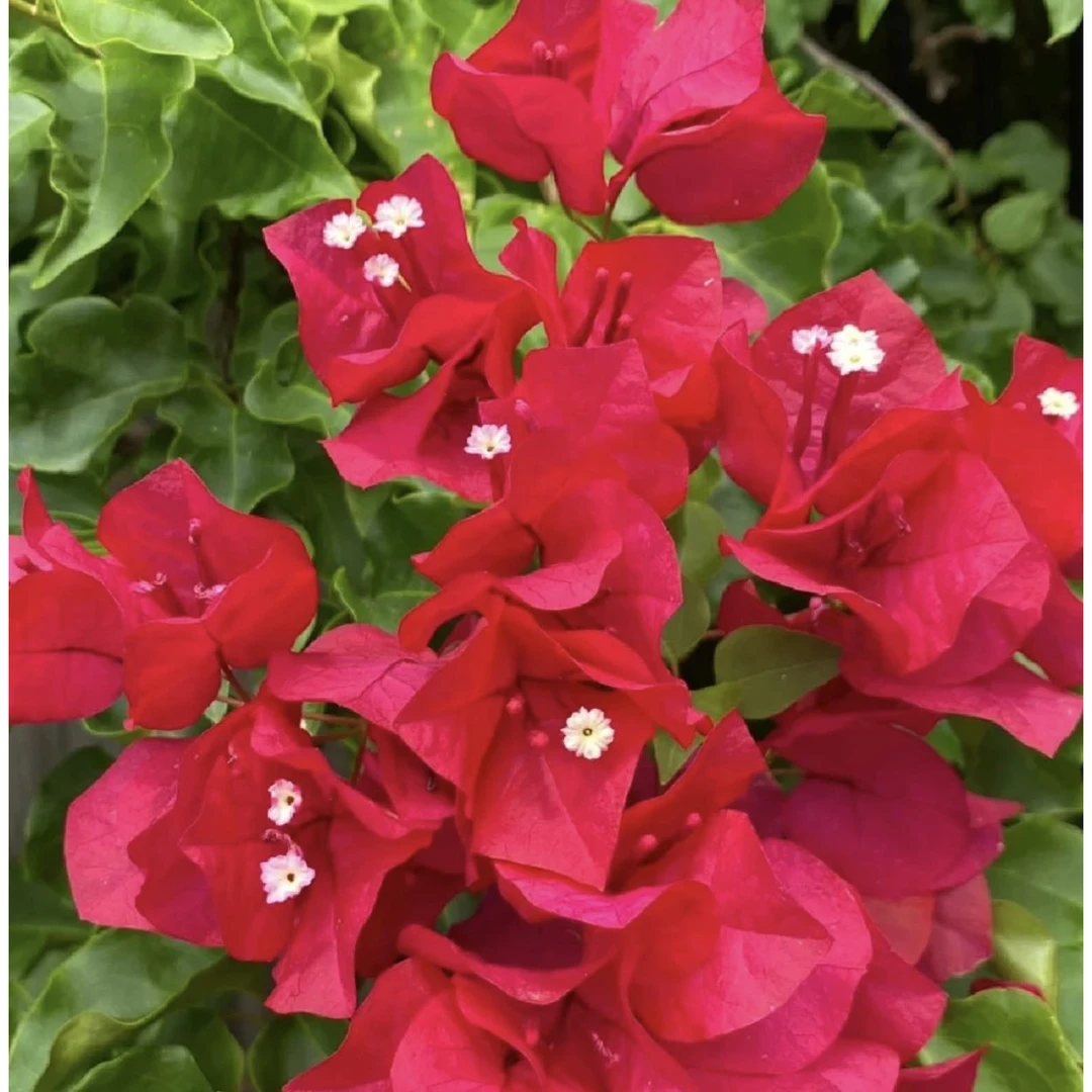 【新疆包邮】中国红三角梅袋苗基地直发