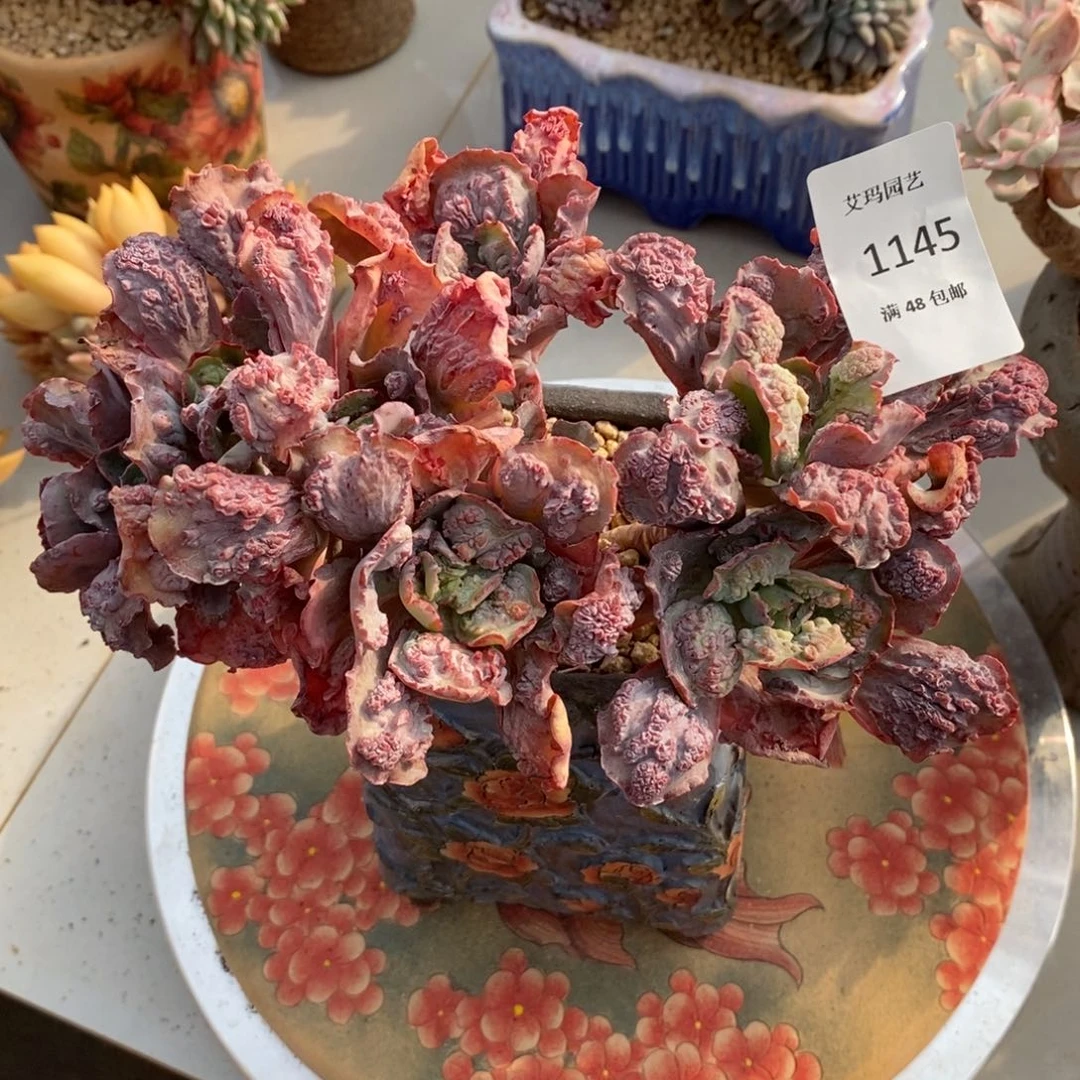 男爵朵朵缀化多肉多肉1145