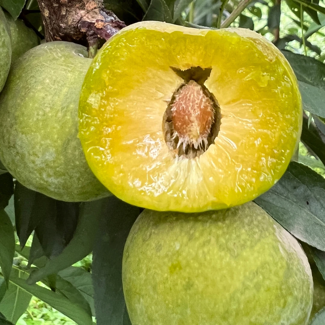 【顺丰快递】汇奉源蜜脆李四川脆甜脱骨李子当季新鲜水果青脆李子