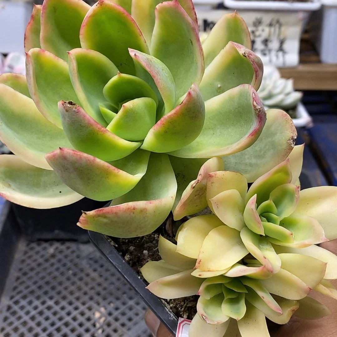 0519 老桩金辉锦 3 头有砍