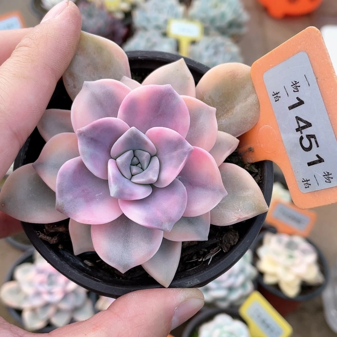 【闪购商品】1451号