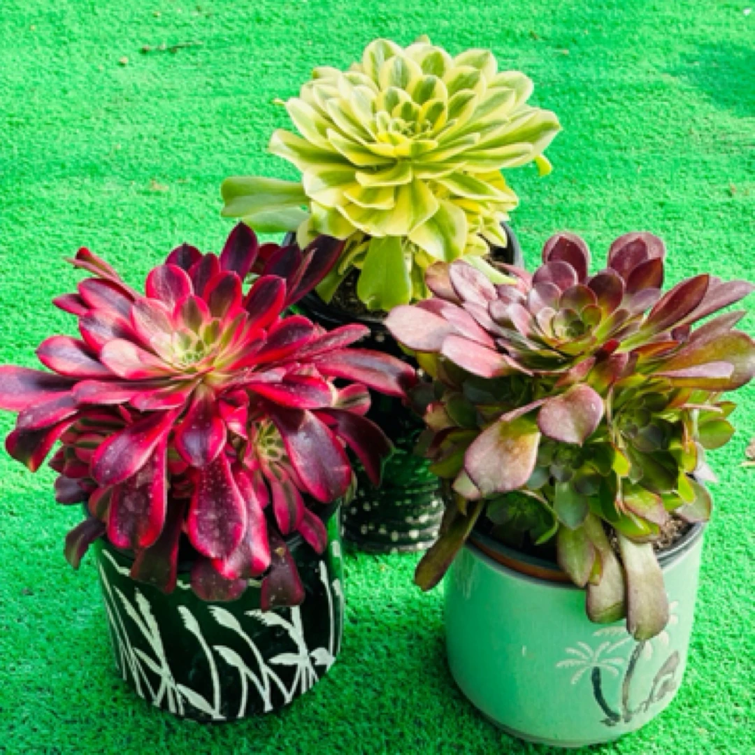 多肉法师美杜莎+荷兰圆叶+辛尼亚三棵手捧花，脱土发不包断枝断叶